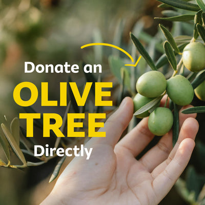 Olive Trees