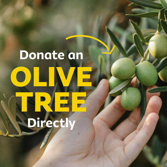 Olive Trees
